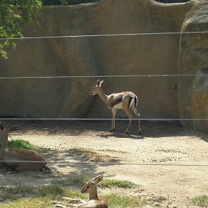 cuvier gazelle