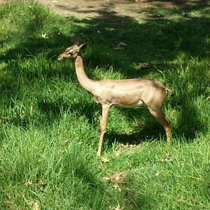 gerenuk