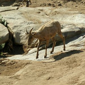 bighorn sheep