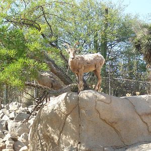 bighorn sheep