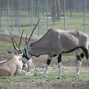 gemsbok