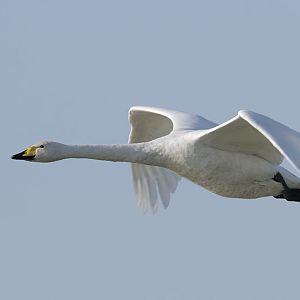 Whooper swan in flight