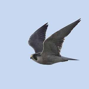 Peregrine in flight