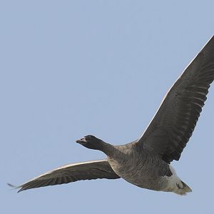 Pink-footed goose in flight
