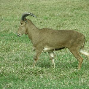 one eyed barbary sheep