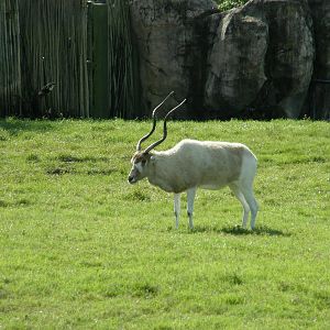addax