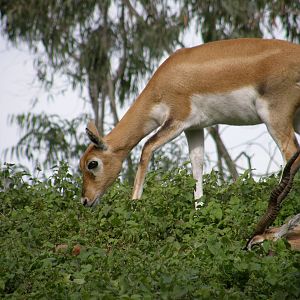 blackbuck