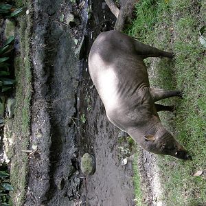 babirusa