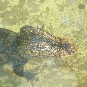 chinese alligator milwaukee zoo 2011