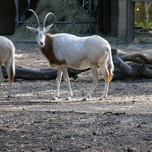 scimitar horned