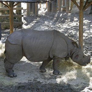 indian rhino