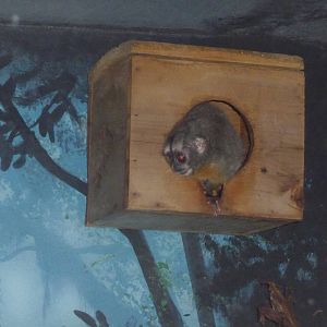 night monkey milwaukee zoo