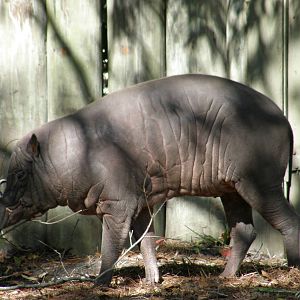 babirusa