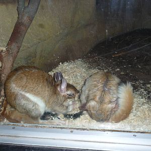 springhass milwaukee zoo