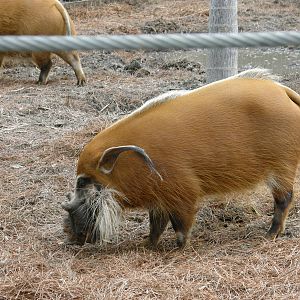 red river hog