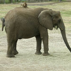 african elephant