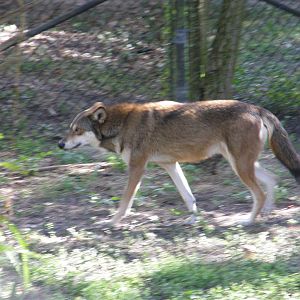 red wolf