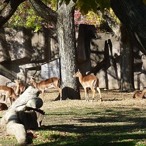 impala milwaukee zoo