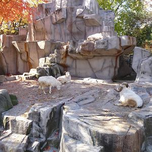 dall sheep milwaukee zoo