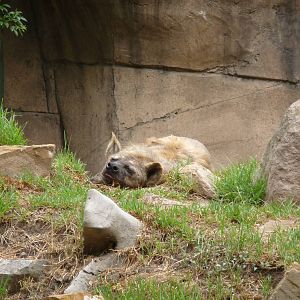 spotted hyena chapultepec zoo