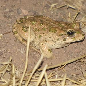 green toad