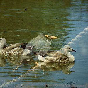 How not to be a photographer