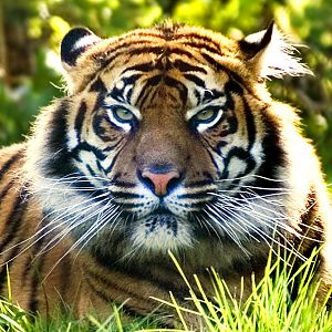 Sumatran Tiger