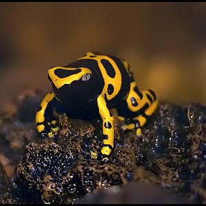 Yellow Banded poison Dart Frog