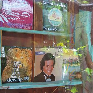 details in the green iguana exhibit