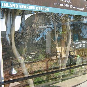 bearded dragon terrarium