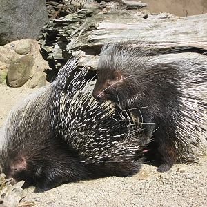 South African crested porcupines