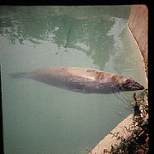 Elephant seal 1972