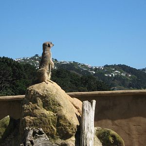 meerkat viewing