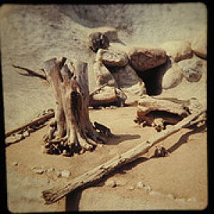 Vervet monkeys and Aoudad kid 1972