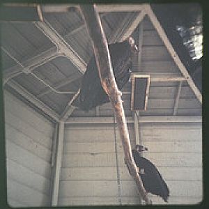 cinereous vulture 1972