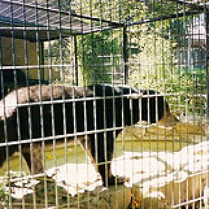 Sun bear 1990