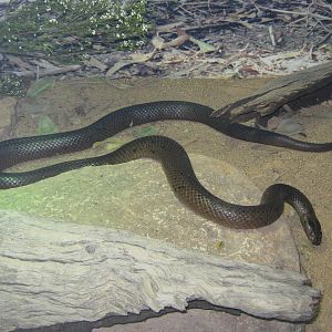 dugite (Pseudonaja affinis)