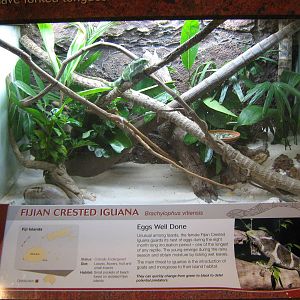 terrarium for Fijian crested iguana (Brachylophus vitiensis)
