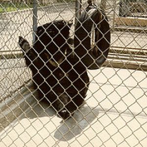 Asiatic black bear 1980