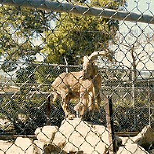Barbary sheep 1980