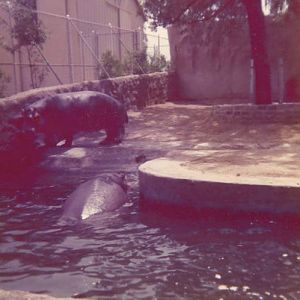 Hippos 1970