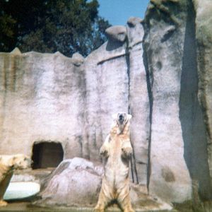 Polar bears 1974