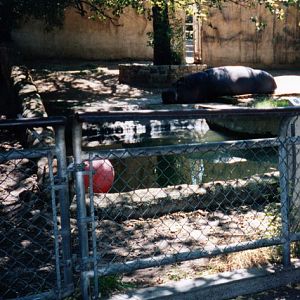 Hippo enclosure 2000