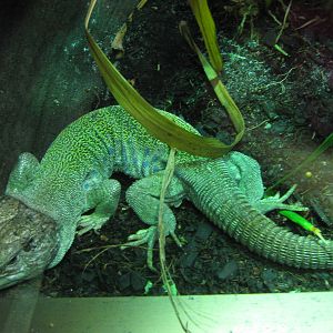 Jewelled lizard (Lacerta lepida)