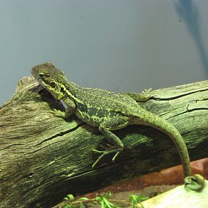 Tawny crevice dragon (Ctenophorus decresii)