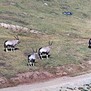 Gemsbok 1995