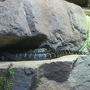 Broad-headed snake (Hoplocephalus bungaroides)