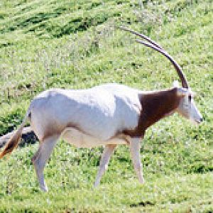 Scimitar horned oryx 1995