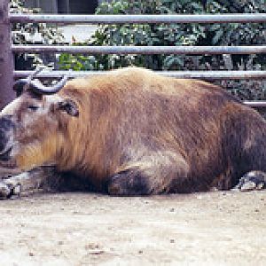 Sichuan takin 1994