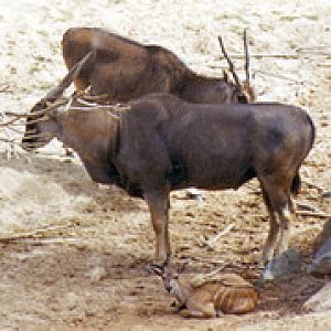 Cape eland 1994